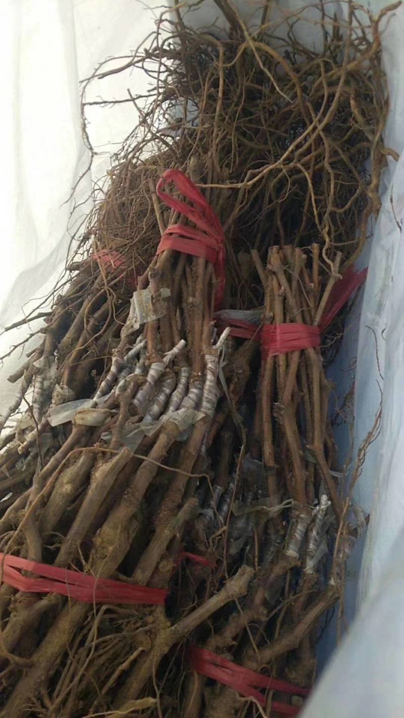 巨盛1号葡萄苗，红玫瑰葡萄苗，金手指葡萄苗品种真，包成活