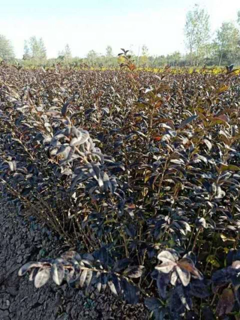 万亩新疆水蜡小苗基地出售水蜡苗，金叶水蜡苗，紫叶水蜡苗