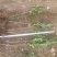 万亩新疆水蜡小苗基地出售水蜡苗，金叶水蜡苗，紫叶水蜡苗