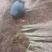 万亩新疆水蜡小苗基地出售水蜡苗，金叶水蜡苗，紫叶水蜡苗