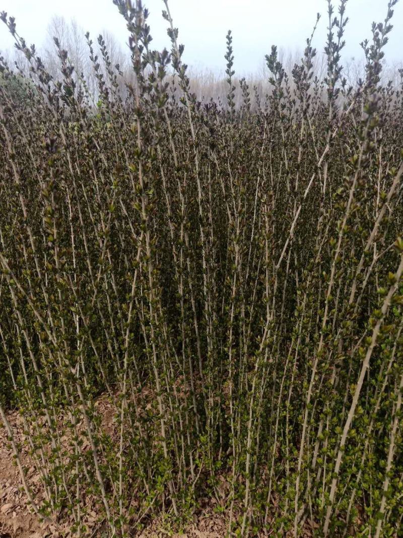 万亩新疆水蜡小苗基地出售水蜡苗，金叶水蜡苗，紫叶水蜡苗