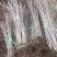 万亩新疆水蜡小苗基地出售水蜡苗，金叶水蜡苗，紫叶水蜡苗