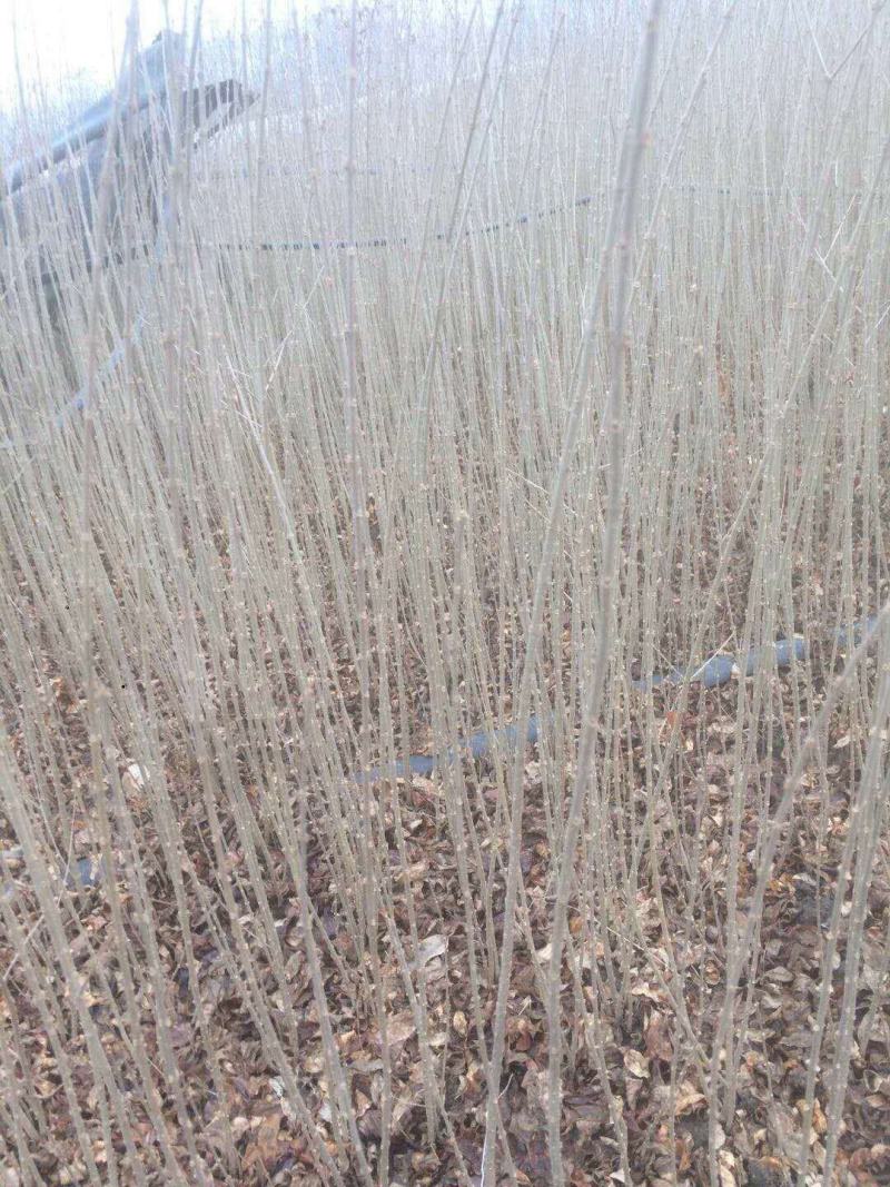 万亩新疆水蜡小苗基地出售水蜡苗，金叶水蜡苗，紫叶水蜡苗
