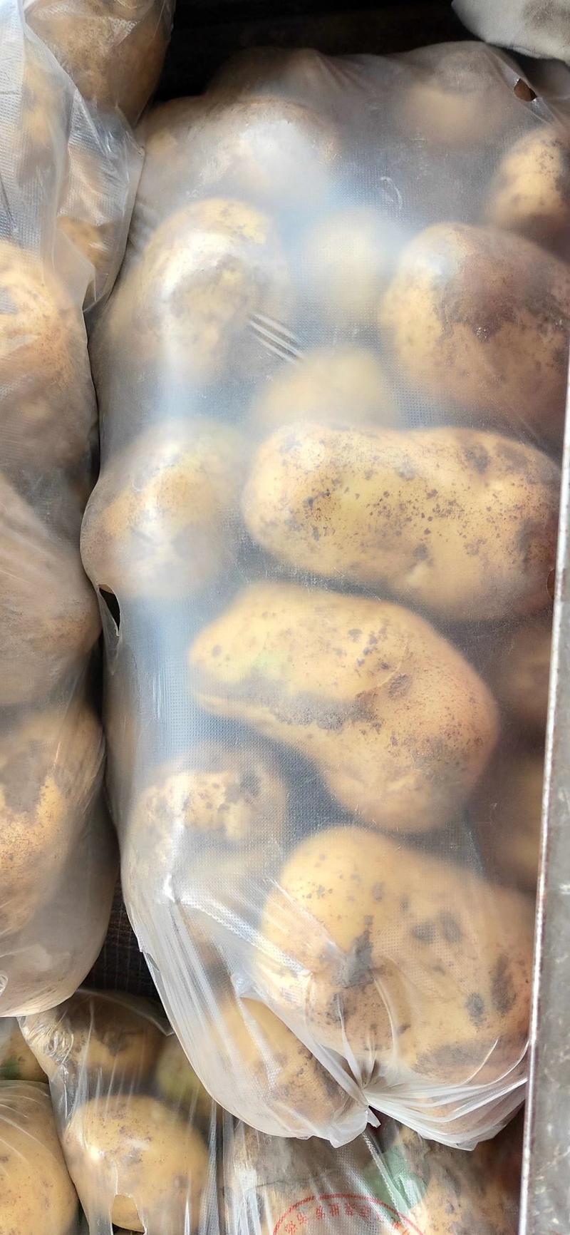 稀森6号土豆黄心皮子光滑三两起步产地发货