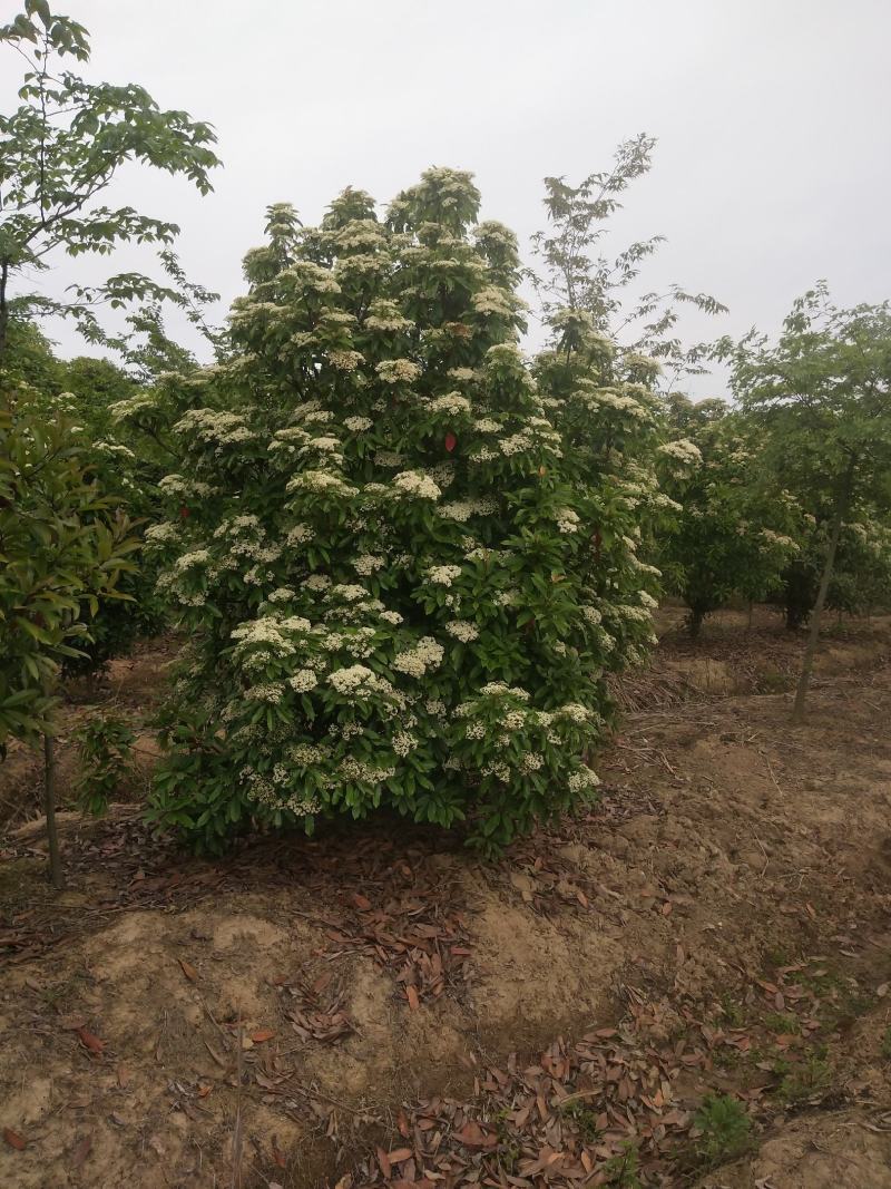 精品中华石楠，河南潢川石楠基地直销，量大价更优惠