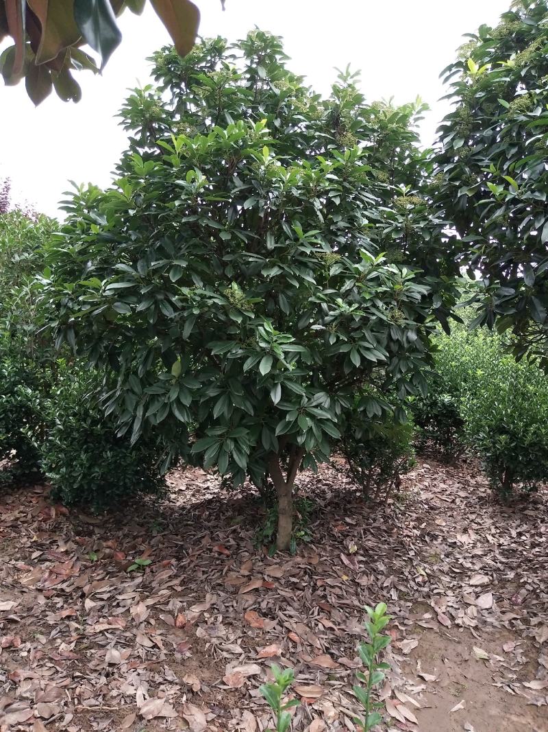 精品中华石楠，河南潢川石楠基地直销，量大价更优惠