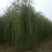 基地出售优质龙爪槐,垂槐,规格齐全,货源充足,树形优美