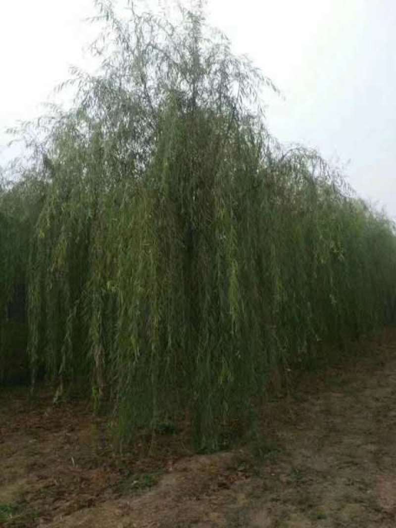 基地出售优质龙爪槐，垂槐，规格齐全，货源充足，树形优美
