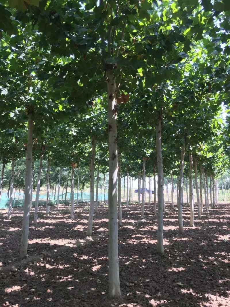 基地出售优质龙爪槐，垂槐，规格齐全，货源充足，树形优美