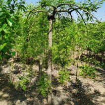 基地出售优质龙爪槐，垂槐，规格齐全，货源充足，树形优美