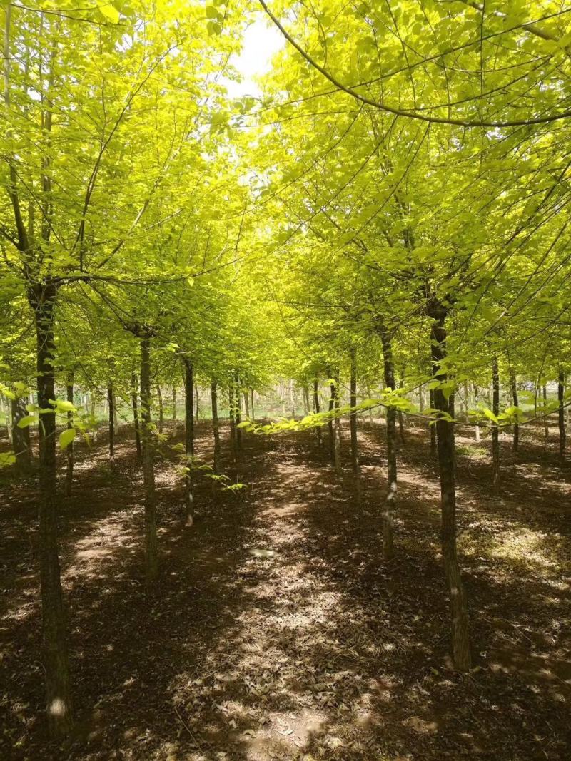 基地出售优质龙爪槐，垂槐，规格齐全，货源充足，树形优美
