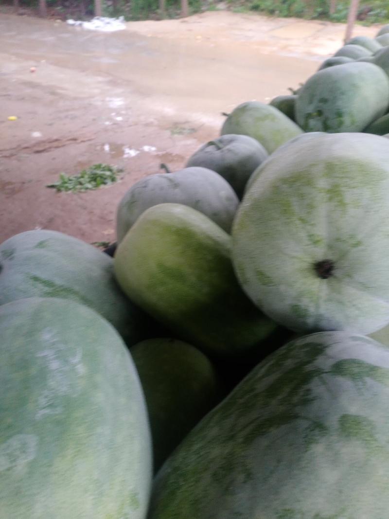 圆冬瓜，一手货源，产地直供，可视频看货，种植面积广，，，