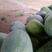 圆冬瓜，一手货源，产地直供，可视频看货，种植面积广，，，