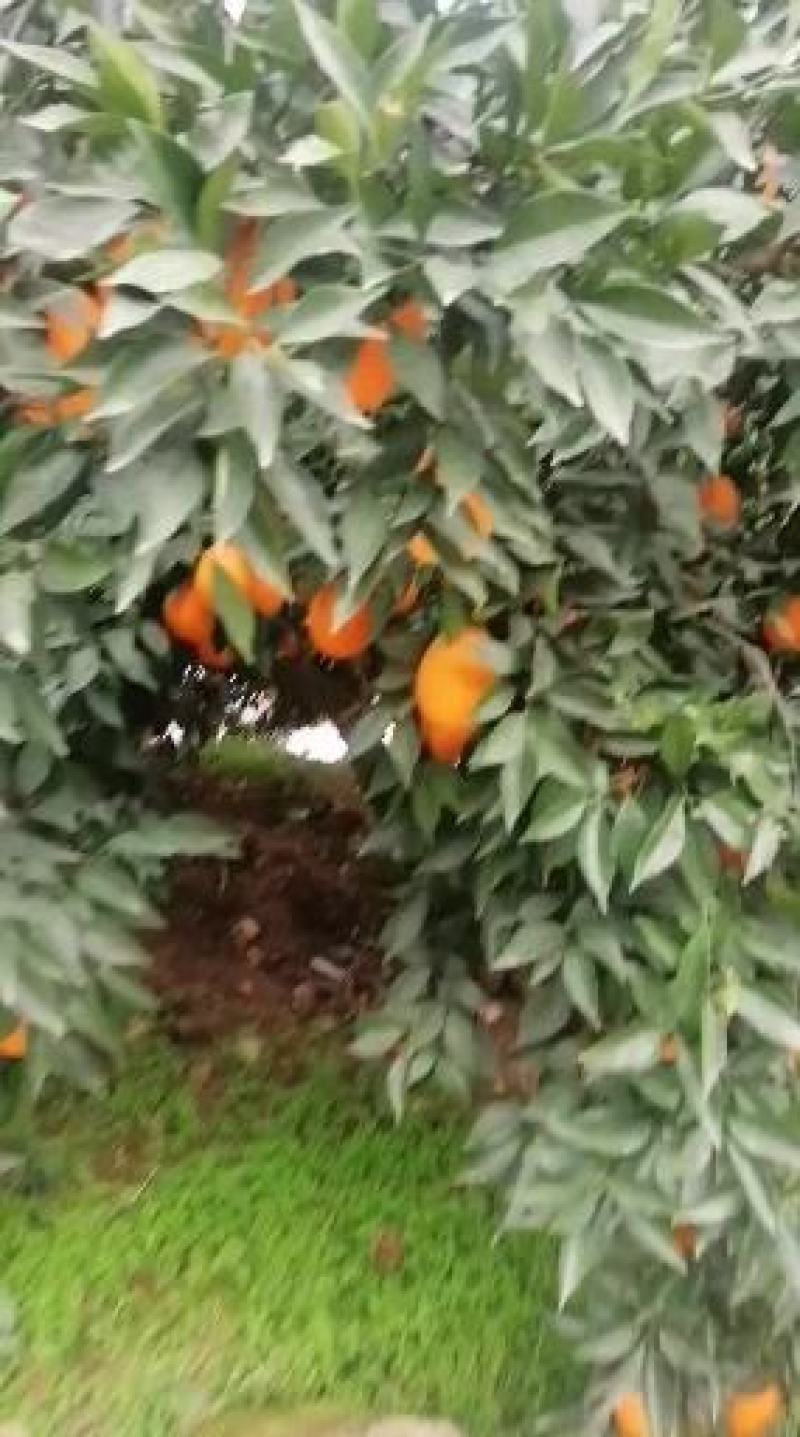 茂谷柑又大又甜，保质保量，欢迎咨询订购