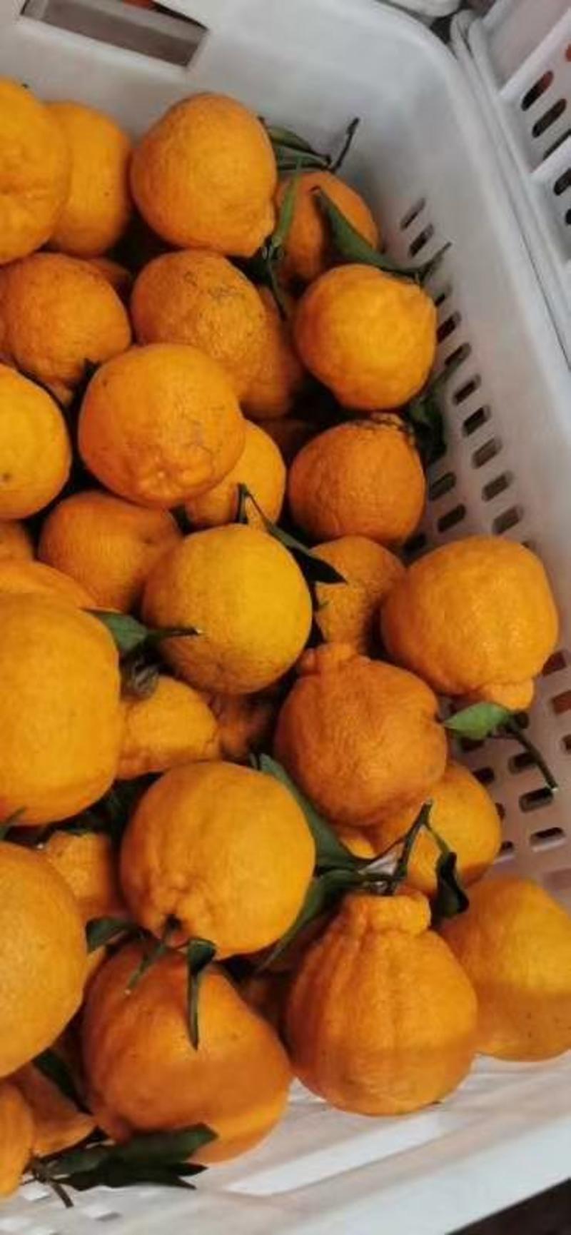 黄果柑基地直供，看货采摘，提供一条龙服务