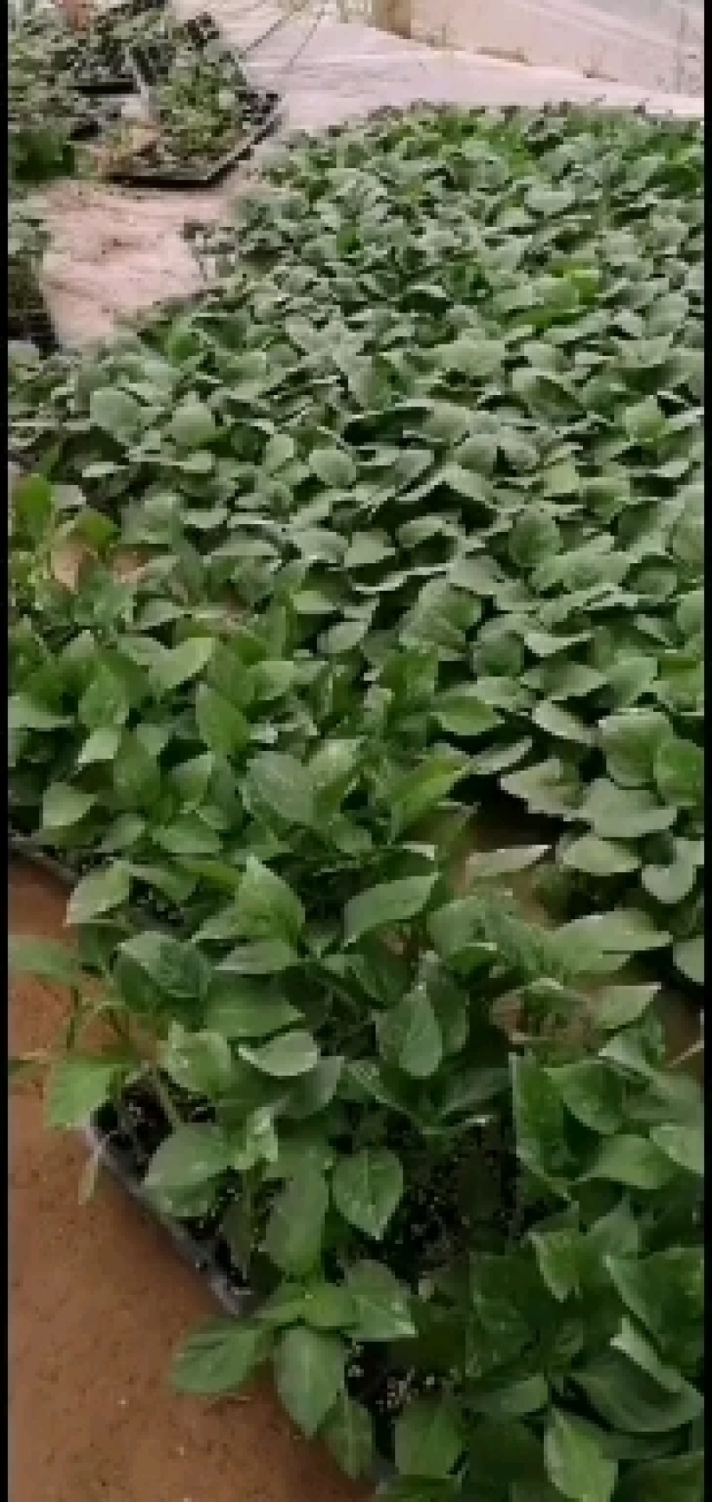 茄子苗黑亮圆茄苗保成活穴盘苗，自根苗，嫁接苗，早春长年有