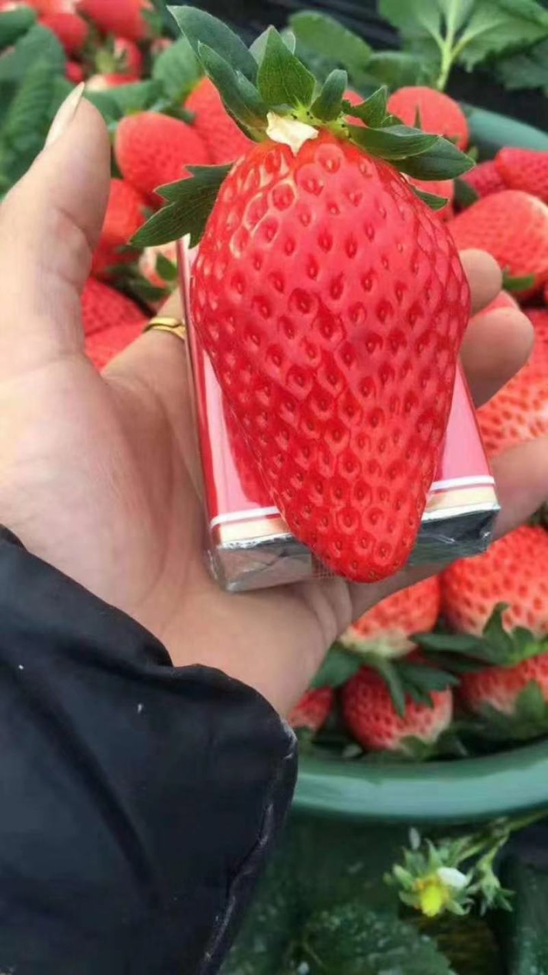 草莓苗基地直销红颜奶油妙七隨珠宁玉草莓苗现挖现卖