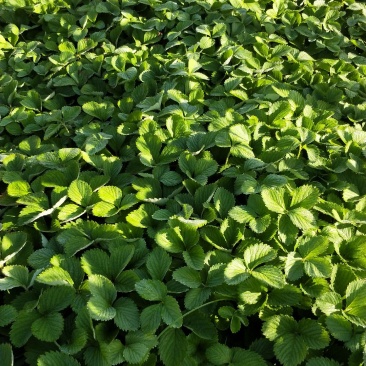 草莓苗基地直销红颜奶油妙七隨珠宁玉草莓苗现挖现卖