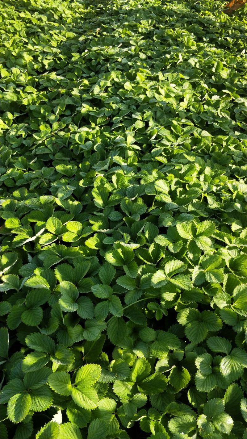 草莓苗基地直销红颜奶油妙七隨珠宁玉草莓苗现挖现卖