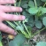 草莓苗基地直销红颜奶油妙七隨珠宁玉草莓苗现挖现卖