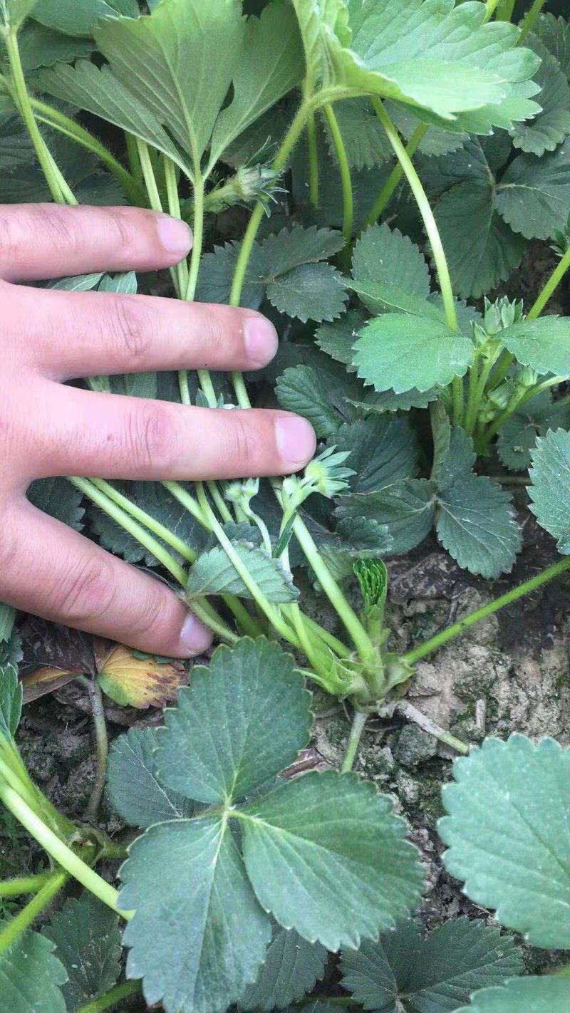 草莓苗基地直销红颜奶油妙七隨珠宁玉草莓苗现挖现卖
