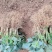 草莓苗基地直销红颜奶油妙七隨珠宁玉草莓苗现挖现卖