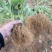 草莓苗基地直销红颜奶油妙七隨珠宁玉草莓苗现挖现卖