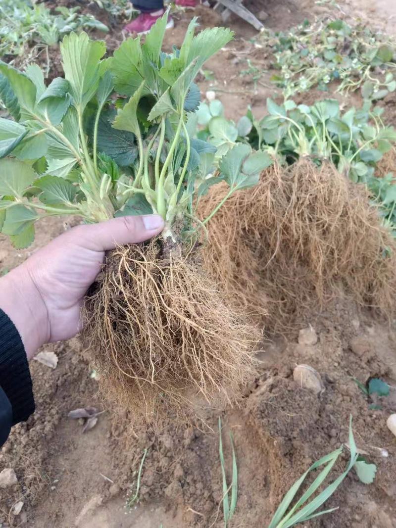 草莓苗基地直销红颜奶油妙七隨珠宁玉草莓苗现挖现卖