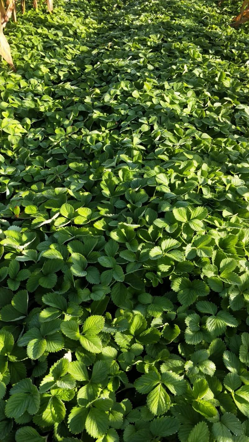 草莓苗基地直销红颜奶油妙七隨珠宁玉草莓苗现挖现卖