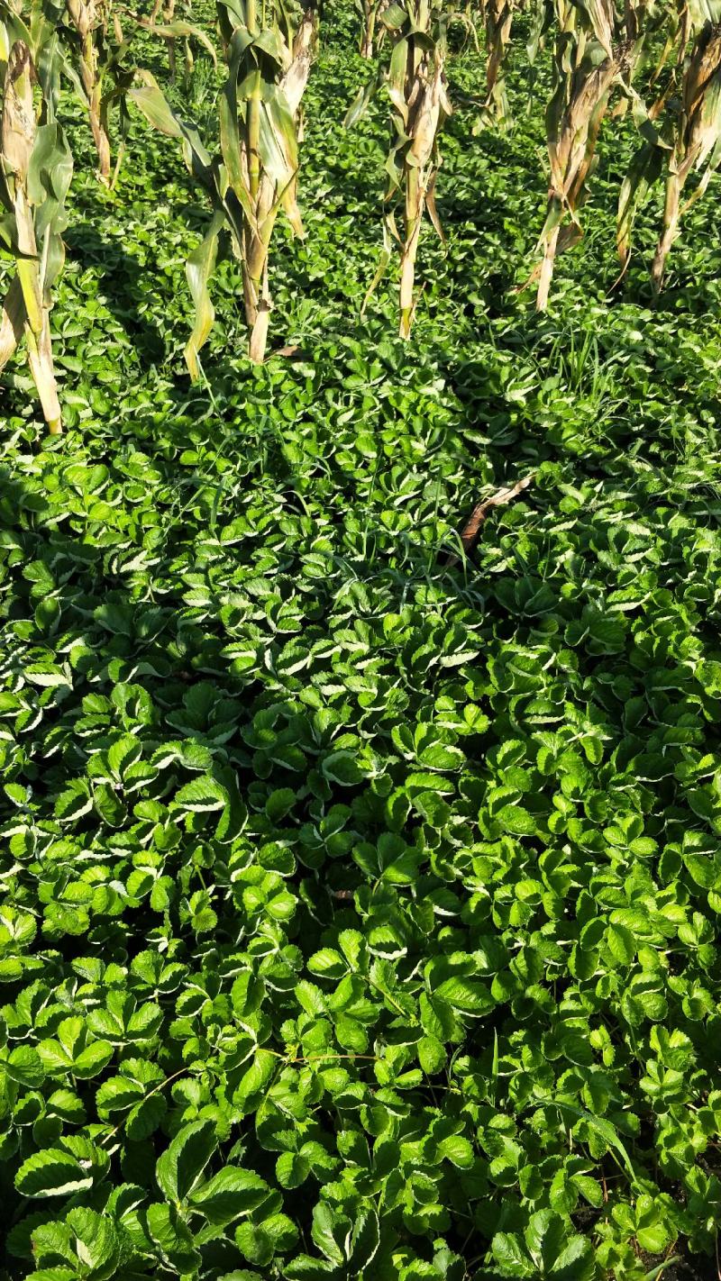 草莓苗基地直销红颜奶油妙七隨珠宁玉草莓苗现挖现卖