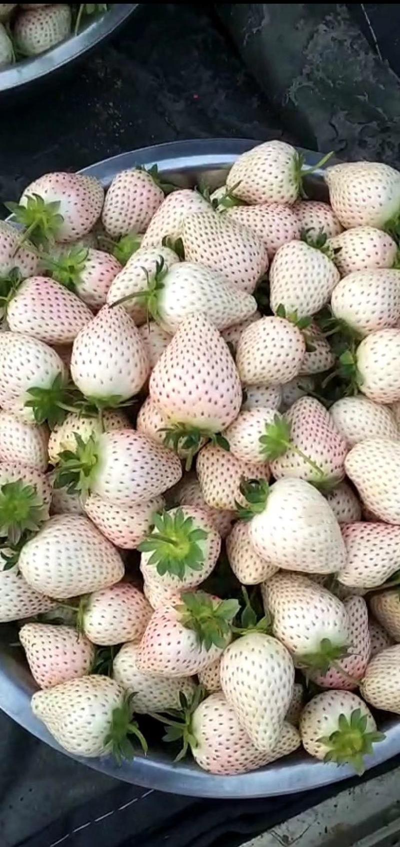 草莓苗基地直销红颜奶油妙七隨珠宁玉草莓苗现挖现卖