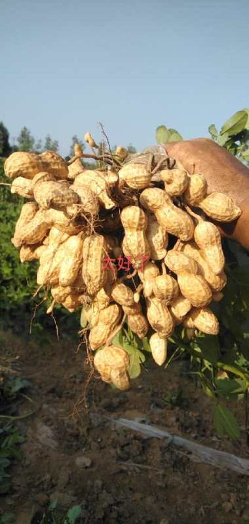 大量鲜花生，人工采摘，个头好，果肉饱满欢迎采购