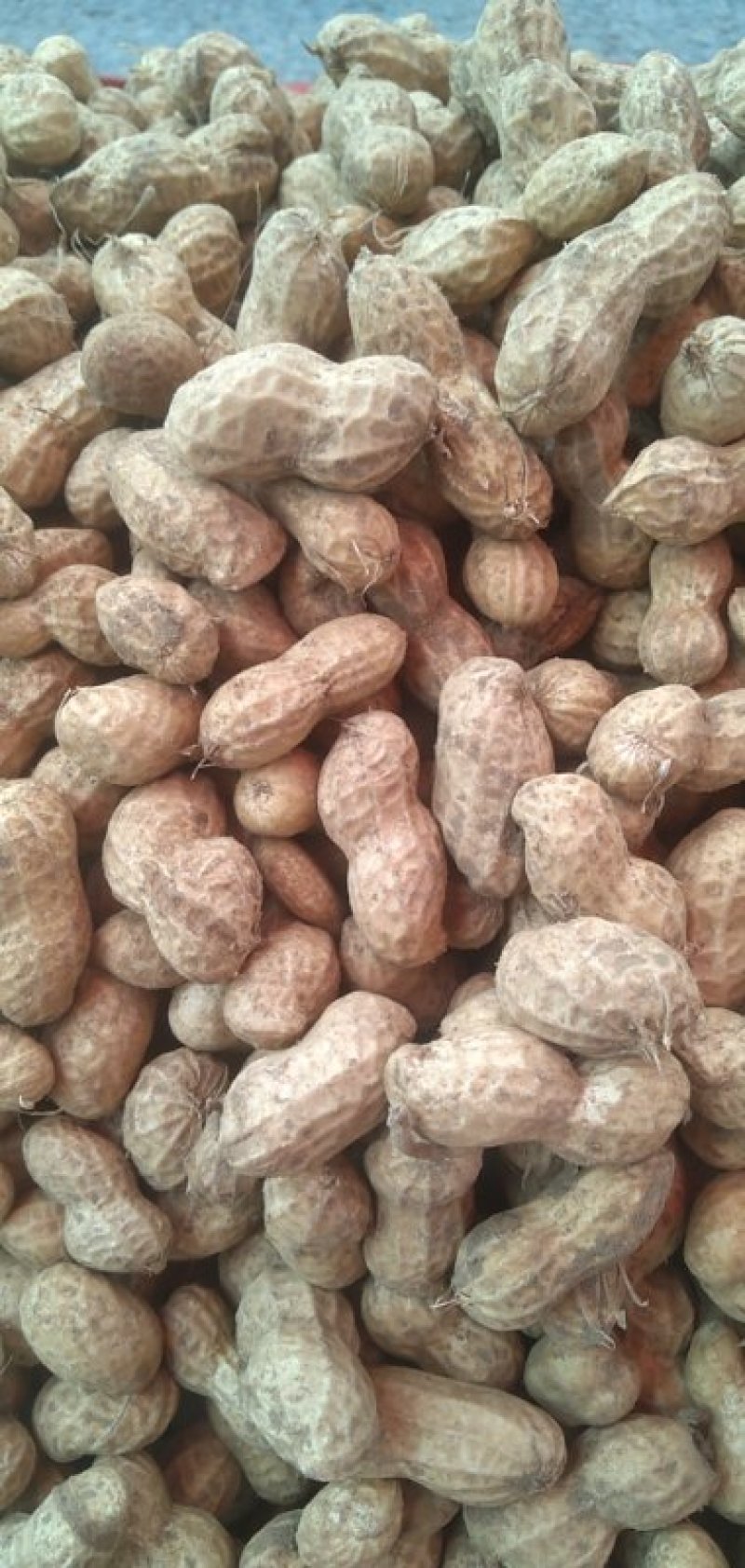大量鲜花生，人工采摘，个头好，果肉饱满欢迎采购