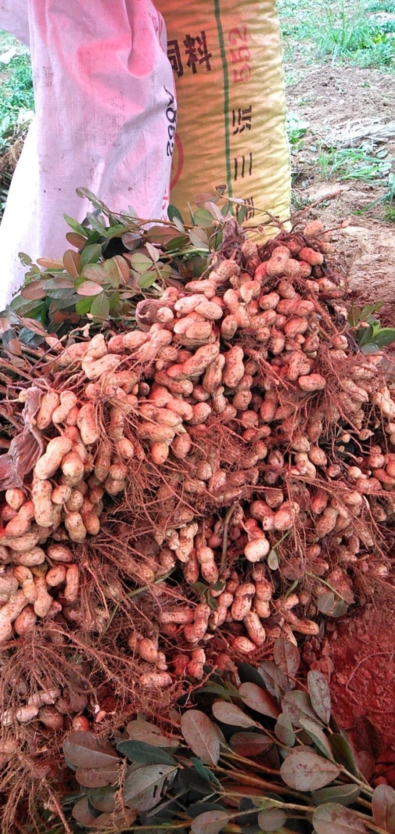 大量鲜花生，人工采摘，个头好，果肉饱满欢迎采购