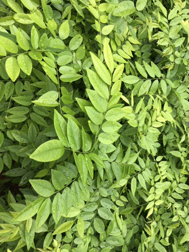 黄花梨苗降香黄檀苗名贵树种带土带叶广西发货