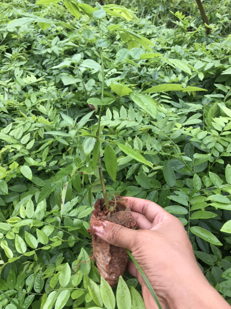 黄花梨苗降香黄檀苗名贵树种带土带叶广西发货