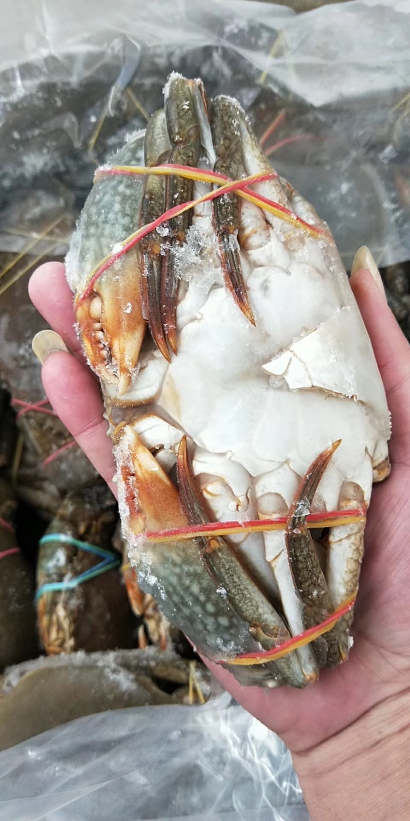 青蟹/肉蟹。活冻品质，一手货源