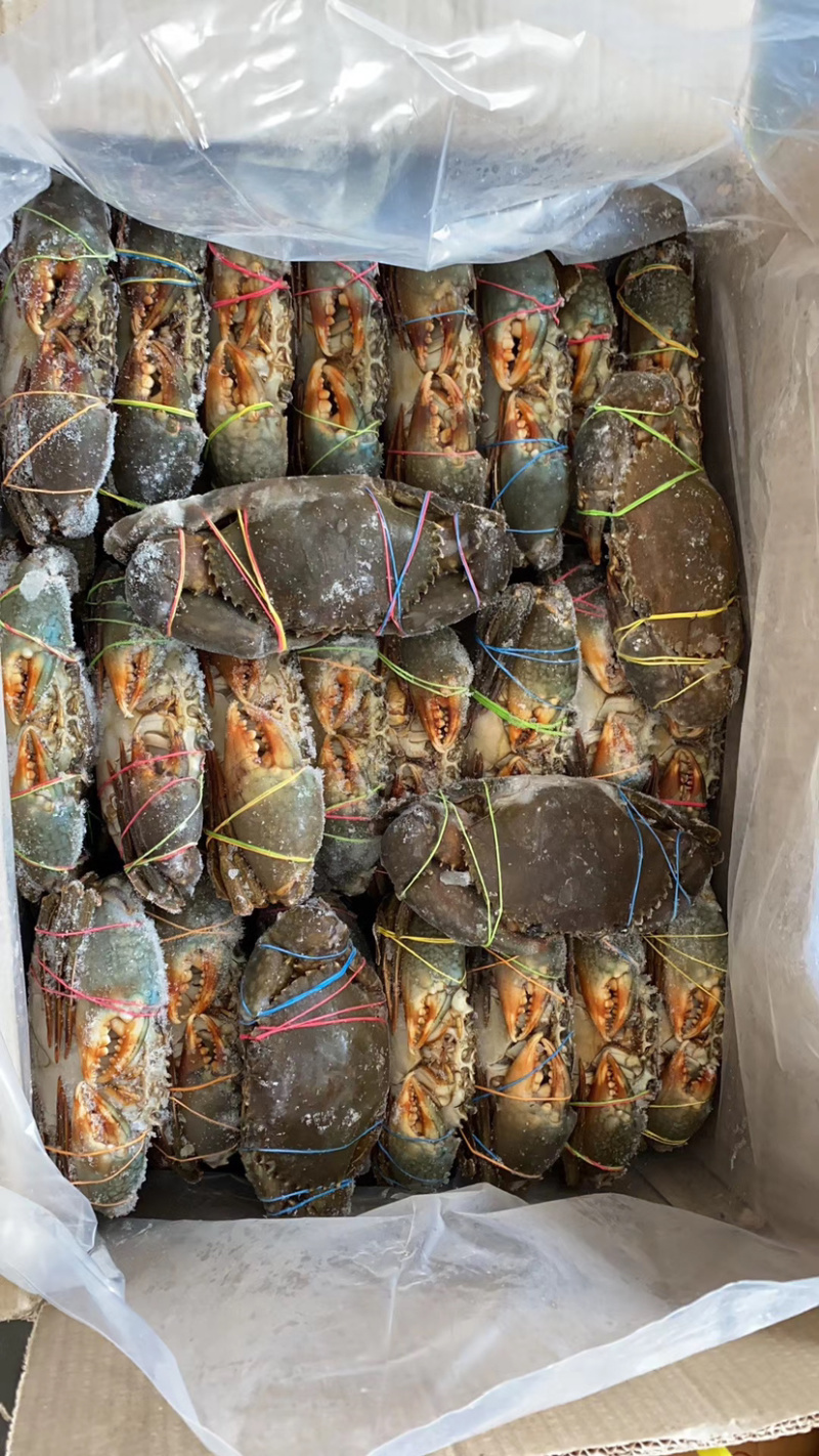 青蟹/肉蟹。活冻品质，一手货源