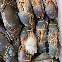 青蟹/肉蟹。活冻品质，一手货源