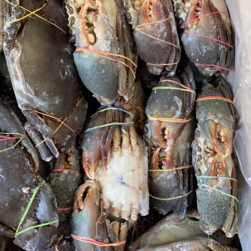 青蟹/肉蟹。活冻品质，一手货源