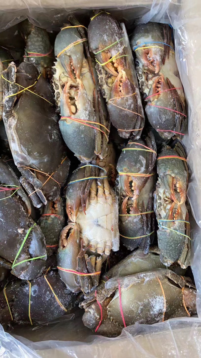 青蟹/肉蟹。活冻品质，一手货源