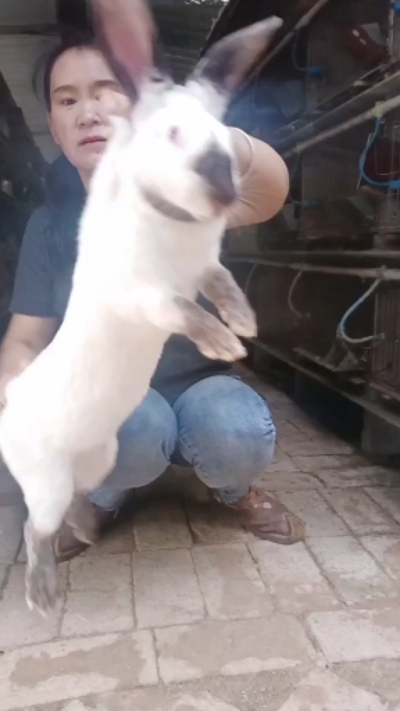 肉兔种兔比利时，新西兰