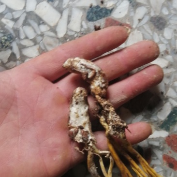 野生！金蝉花！金蝉开的花