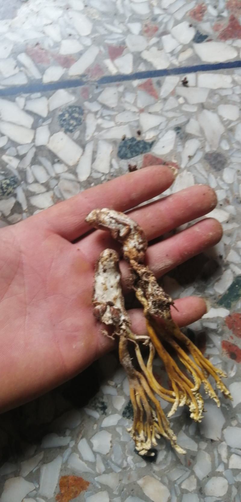 野生！金蝉花！金蝉开的花