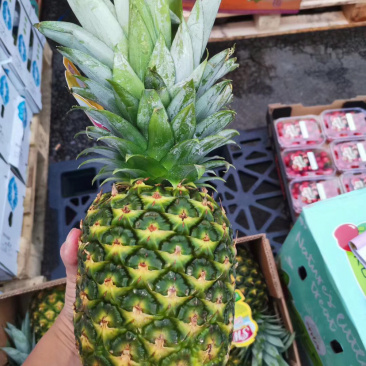 菲律宾凤梨香水凤梨无孔凤梨