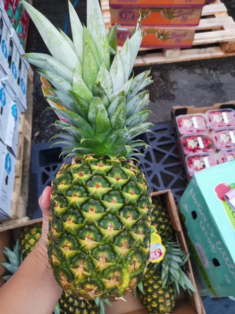菲律宾凤梨香水凤梨无孔凤梨