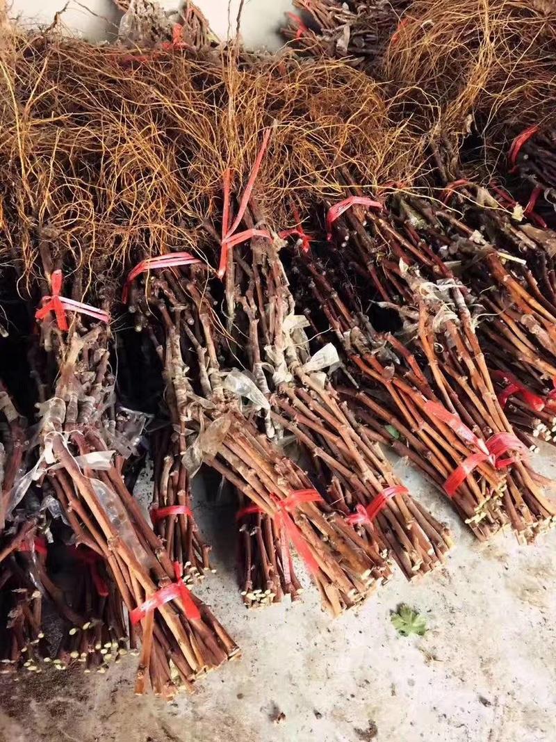 中国红葡萄苗，夏黑葡萄苗，视频看货，保湿发货