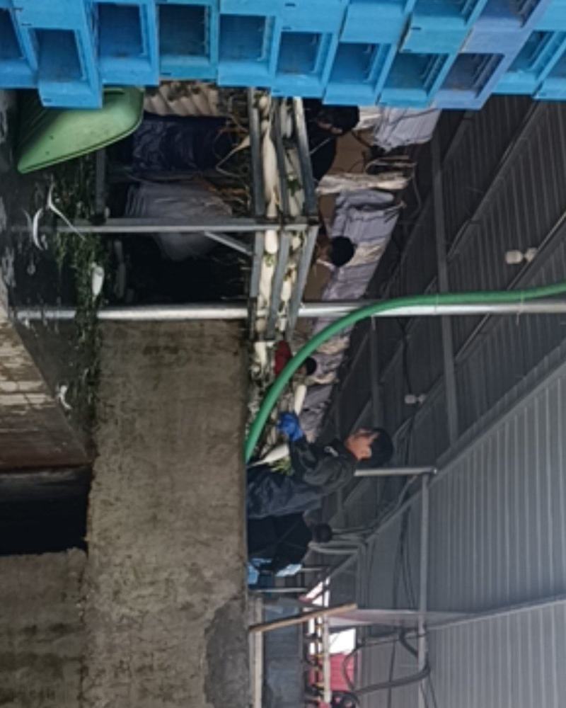 金品大白罗卜皮厚，肉嫩，口感脆甜，预定中，6月20号上市