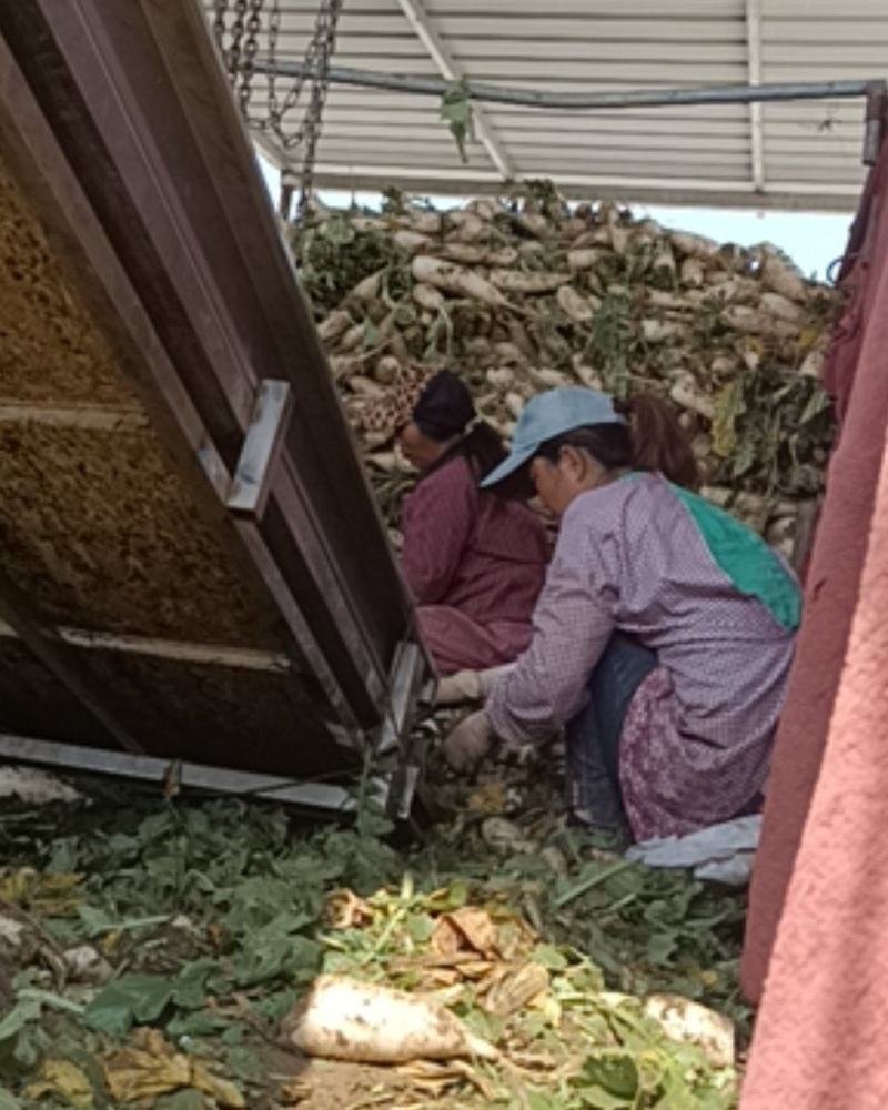 金品大白罗卜皮厚，肉嫩，口感脆甜，预定中，6月20号上市