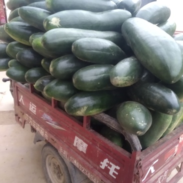 黑皮冬瓜大量供应有要请联系量大质优价廉专业发货质量可靠